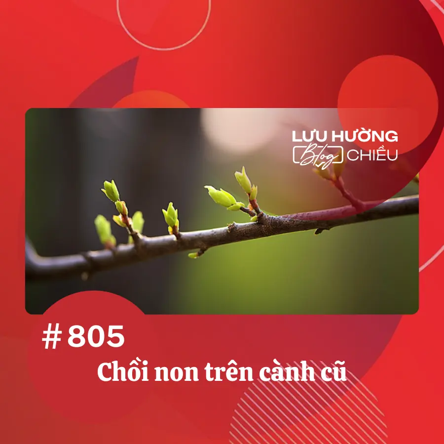 Chồi non trên cành cũ Chồi non trên cành cũ